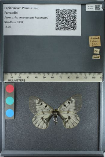 Media type: image;   Entomology 180047